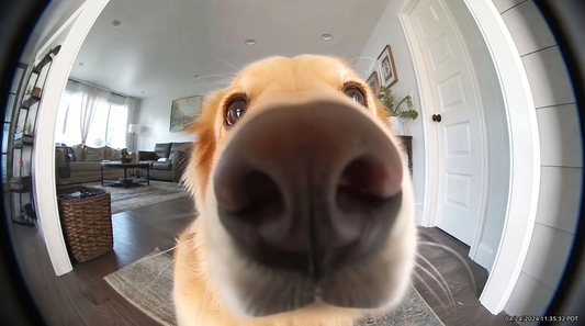 5 Clever Ways to Use Your Wireless Camera (It’s Not Just for Catching Thieves!)
